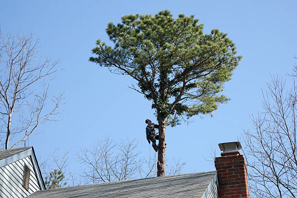 Tree and Shrub Care in Seguin, TX