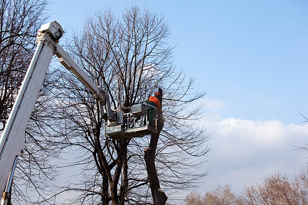 Seguin, TX Tree Care Company